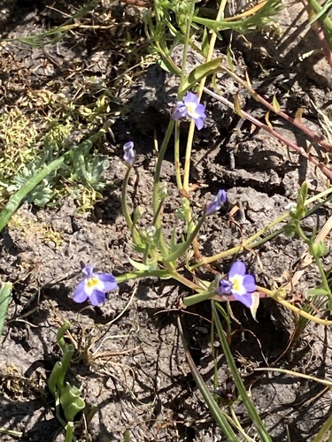 iNaturalist observation photo of Doublehorn Calicoflower