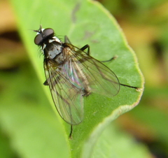 Diptera