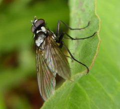 Diptera