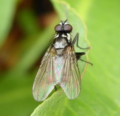 Diptera