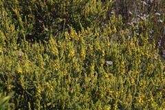 Aspalathus ericifolia ericifolia