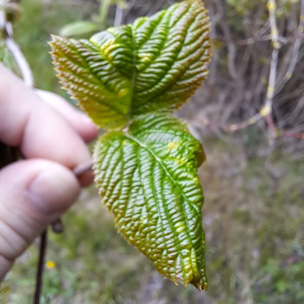 Aphis viburni