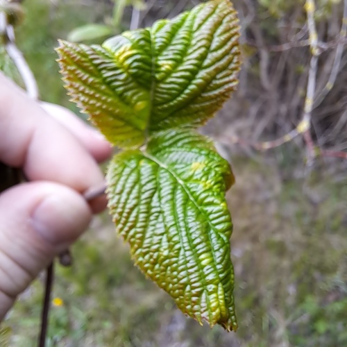 Aphis viburni