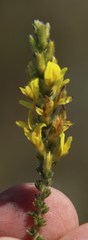 Aspalathus ericifolia ericifolia