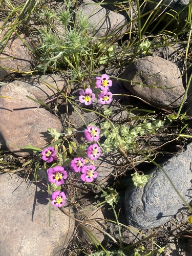 iNaturalist observation photo of tricolor monkeyflower