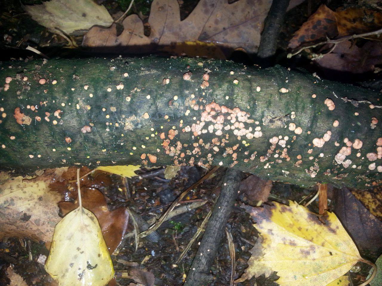 Nectria image