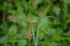 Cyperus thyrsiflorus