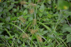 Cyperus thyrsiflorus