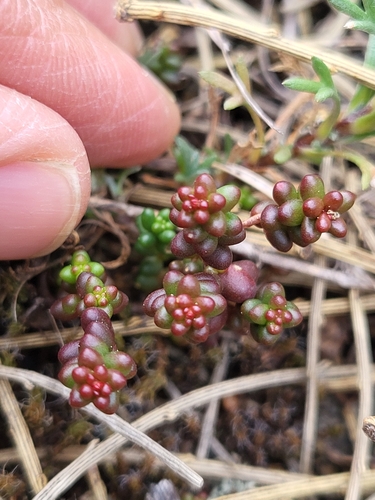 Short-leaved Stonecrop