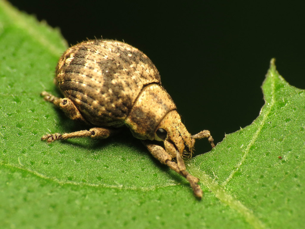 twobanded Japanese weevil