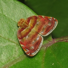 Ricanula trimaculata