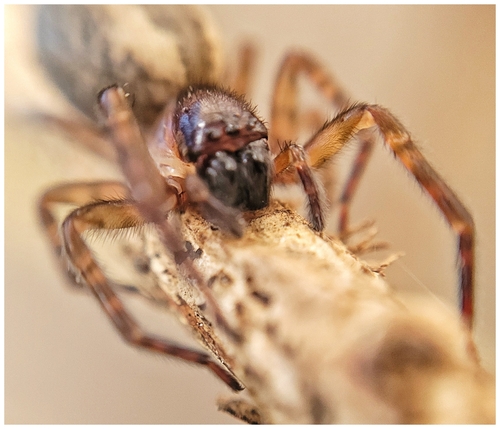 Amaurobius fenestralis Group