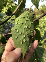 Pachypsylla celtidisasterisca