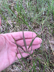 Asclepias linearis