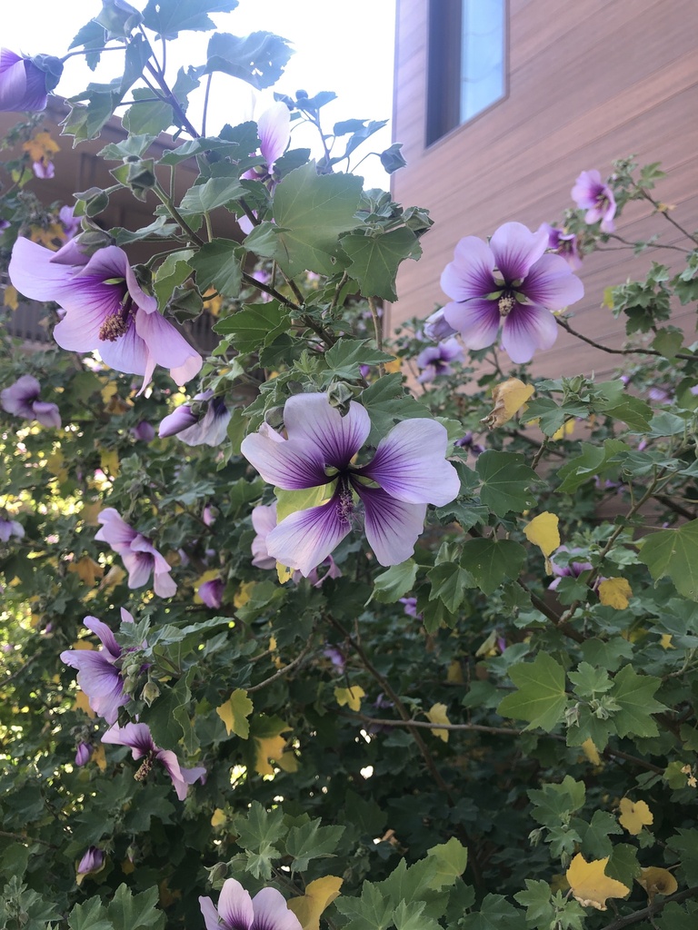 Sea mallow from mckinley elementary school burlingame ca us on april