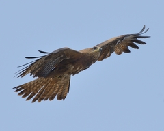 Milvus migrans