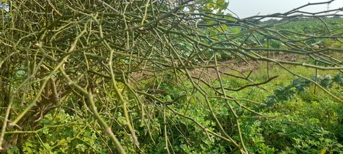 C. aphylla (Capparis decidua)