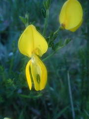 Cytisus scoparius image