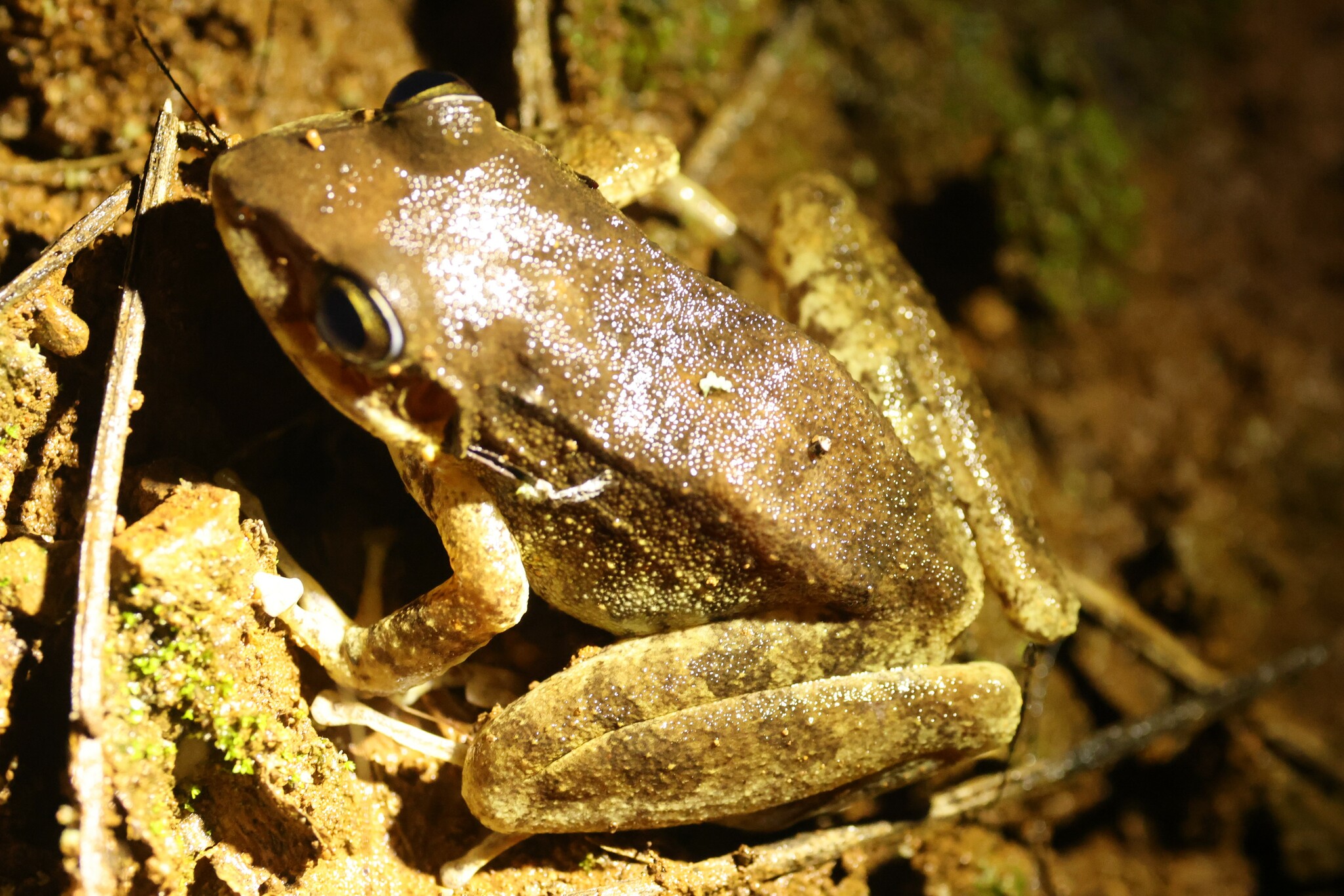 Pristimantis achatinus image