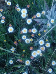 Erigeron karvinskianus image