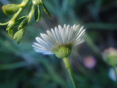 Erigeron karvinskianus image