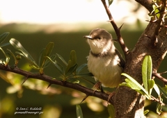Apalis thoracica
