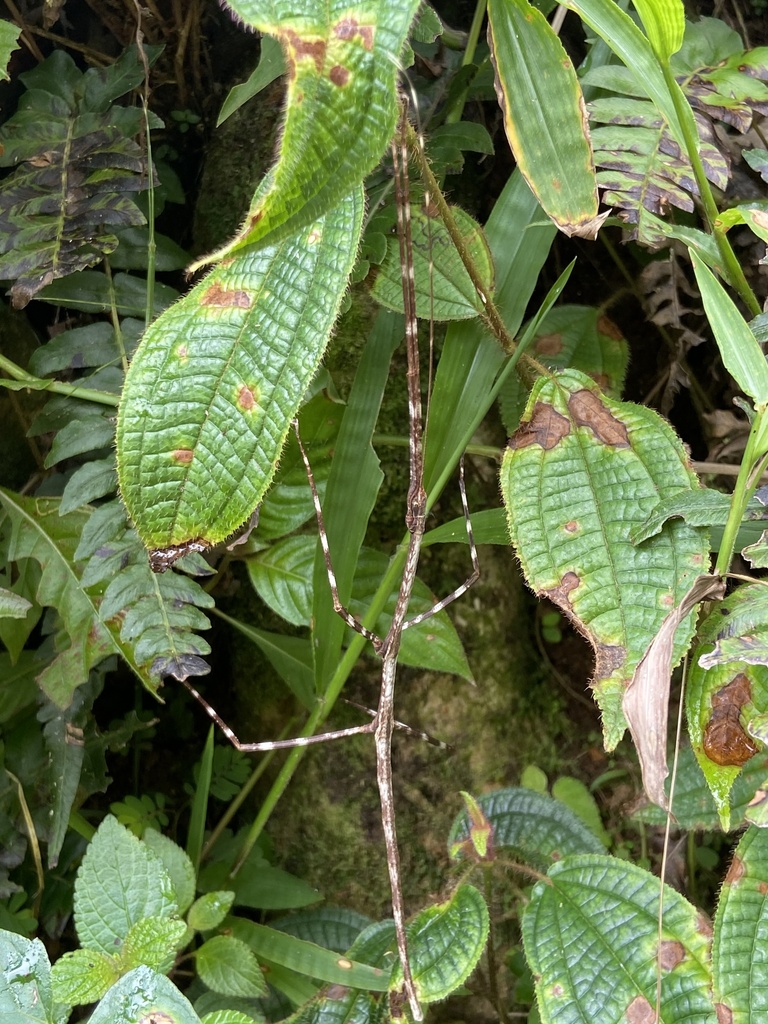 Bacteria ferula