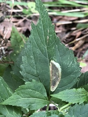 Calycomyza eupatoriphaga