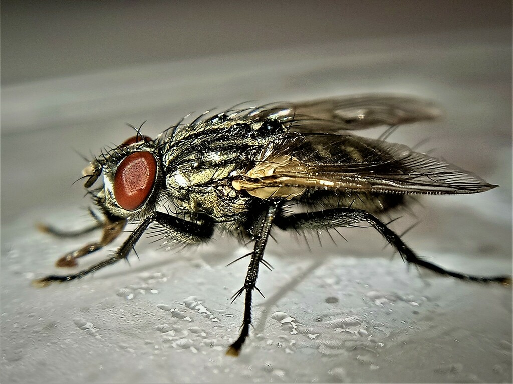 Minute Flesh Fly