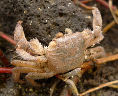 Metopograpsus thukuhar