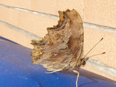 Polygonia egea