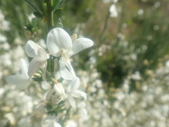 Cytisus multiflorus image