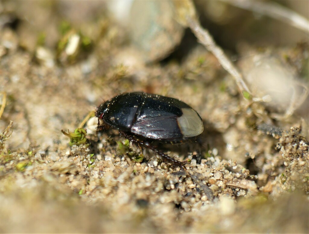 Microporus nigrita from DarmstadtWest, Darmstadt, Deutschland on April
