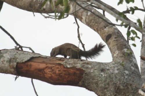 Mutable Sun Squirrel