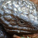 Eastern Shingleback Lizard - Photo (c) dylanjones, some rights reserved (CC BY-NC), uploaded by dylanjones