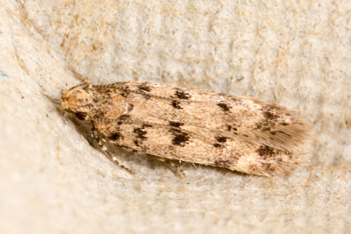 Bryotropha domestica (Haworth, 1828)
