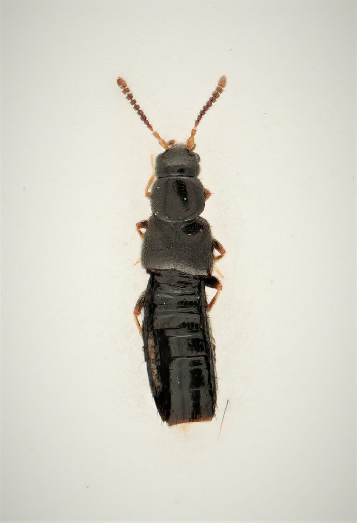 Atheta giguereae