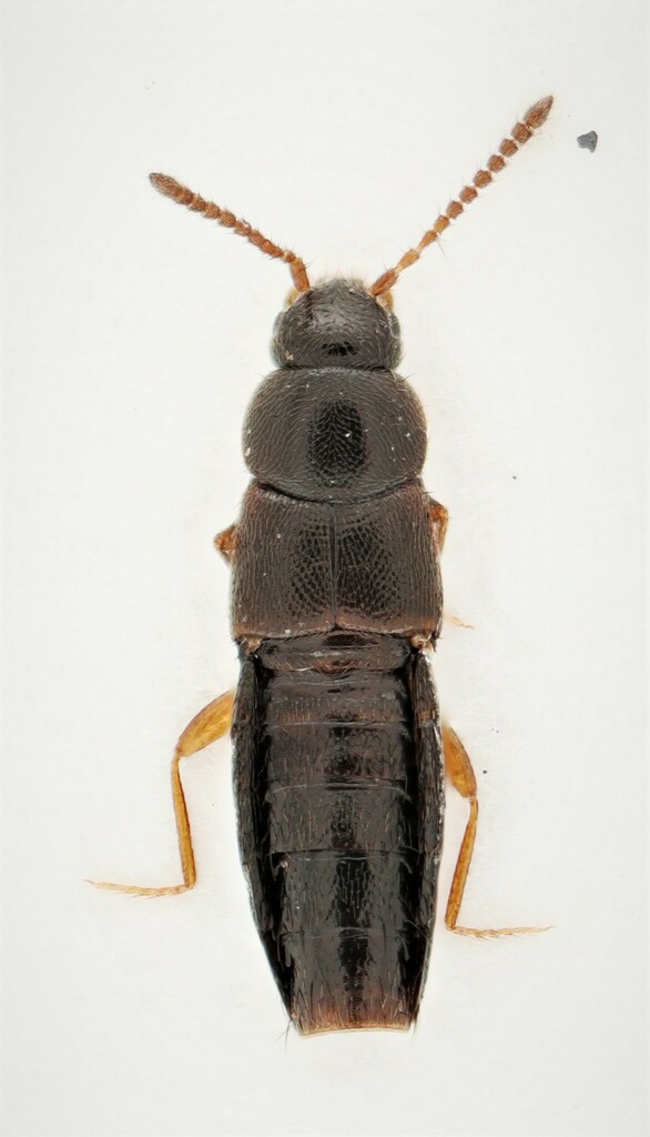 Mocyta sphagnorum