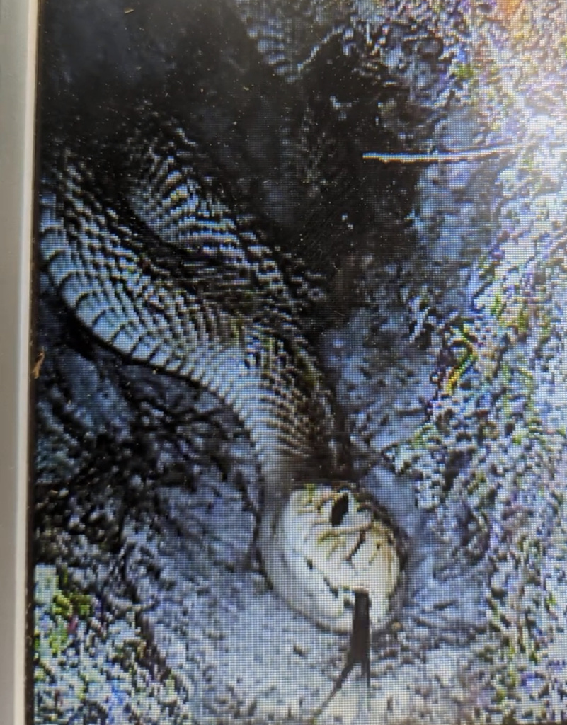 Florida Pine Snake In April 2023 By Chloe Tomlinson In A Gopher   Large 