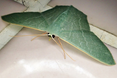 Thalassodes immissaria