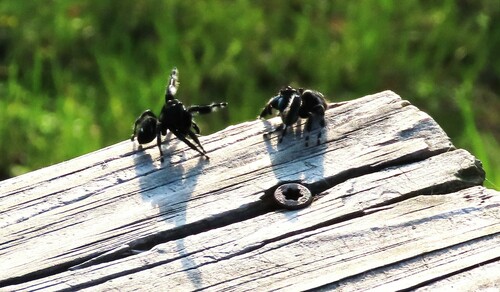 Bold Jumping Spider, Calhoun County, TX, USA, photo 10 of 10