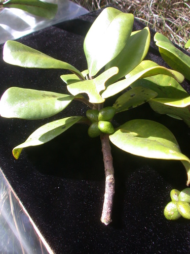 Melicope cruciata observed 2005-12-30