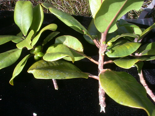 Melicope cruciata