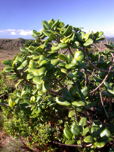 Melicope cruciata observed 2005-12-31