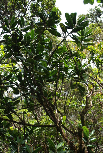 Melicope cruciata observed 2009-06-02