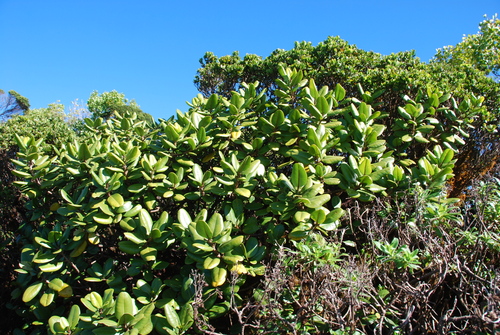 Melicope cruciata observed 2015-01-21