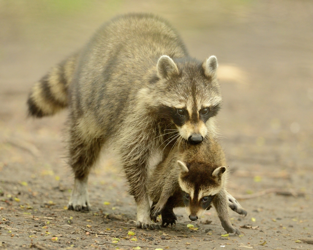 Common Raccoon from Chicago, Illinois, United States on May 16, 2015 at ...