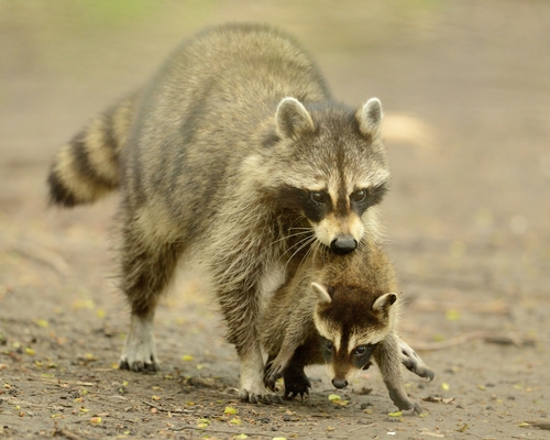 Common Raccoon photographed in Illinois