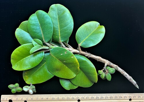 Melicope cruciata