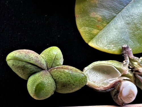 Melicope cruciata